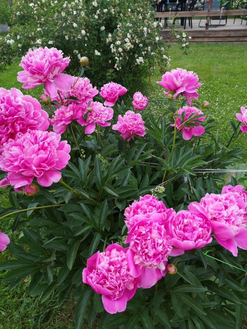 Villa, Roslagsbrovägen 289, Roslagsbro, Norrtälje