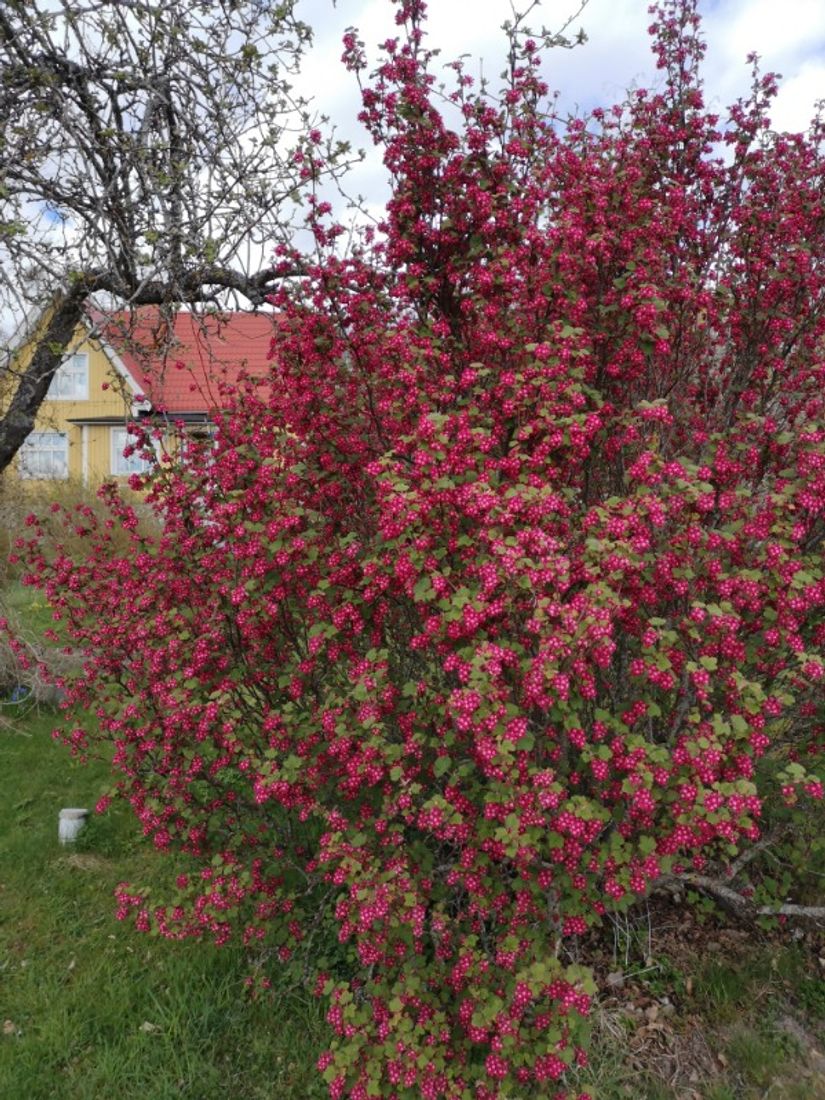 Villa, Roslagsbrovägen 289, Roslagsbro, Norrtälje