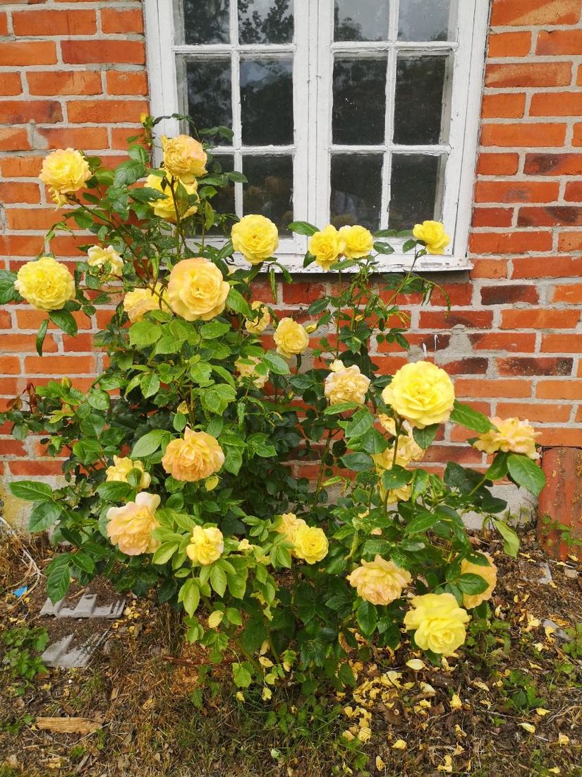 Villa, Roslagsbrovägen 289, Roslagsbro, Norrtälje