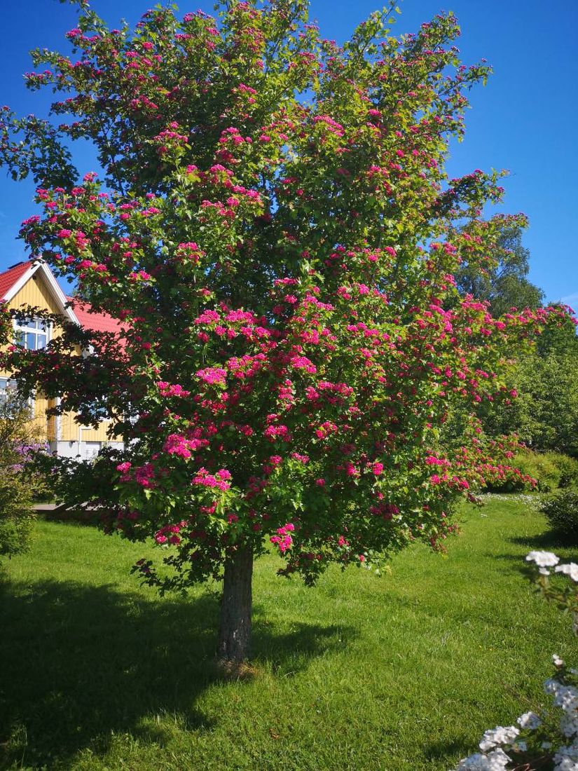 Villa, Roslagsbrovägen 289, Roslagsbro, Norrtälje