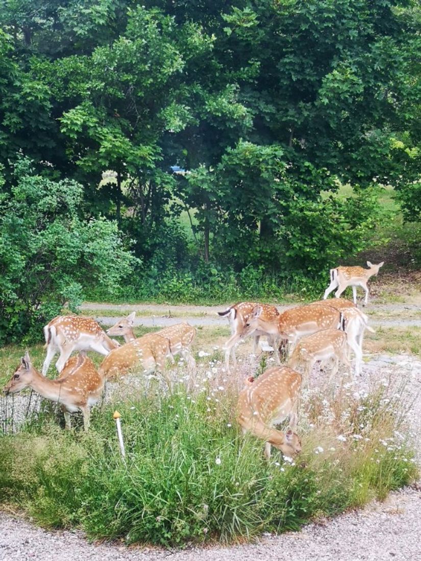 Villa, Roslagsbrovägen 289, Roslagsbro, Norrtälje
