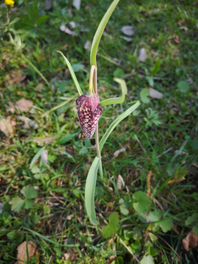 Villa, Roslagsbrovägen 289, Roslagsbro, Norrtälje