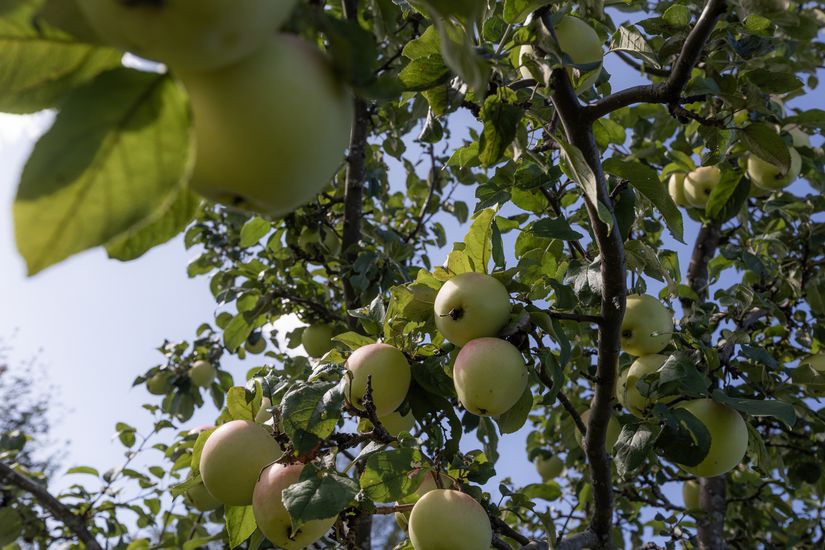 Villa, Bredviksvägen 15, Bredviken, Luleå