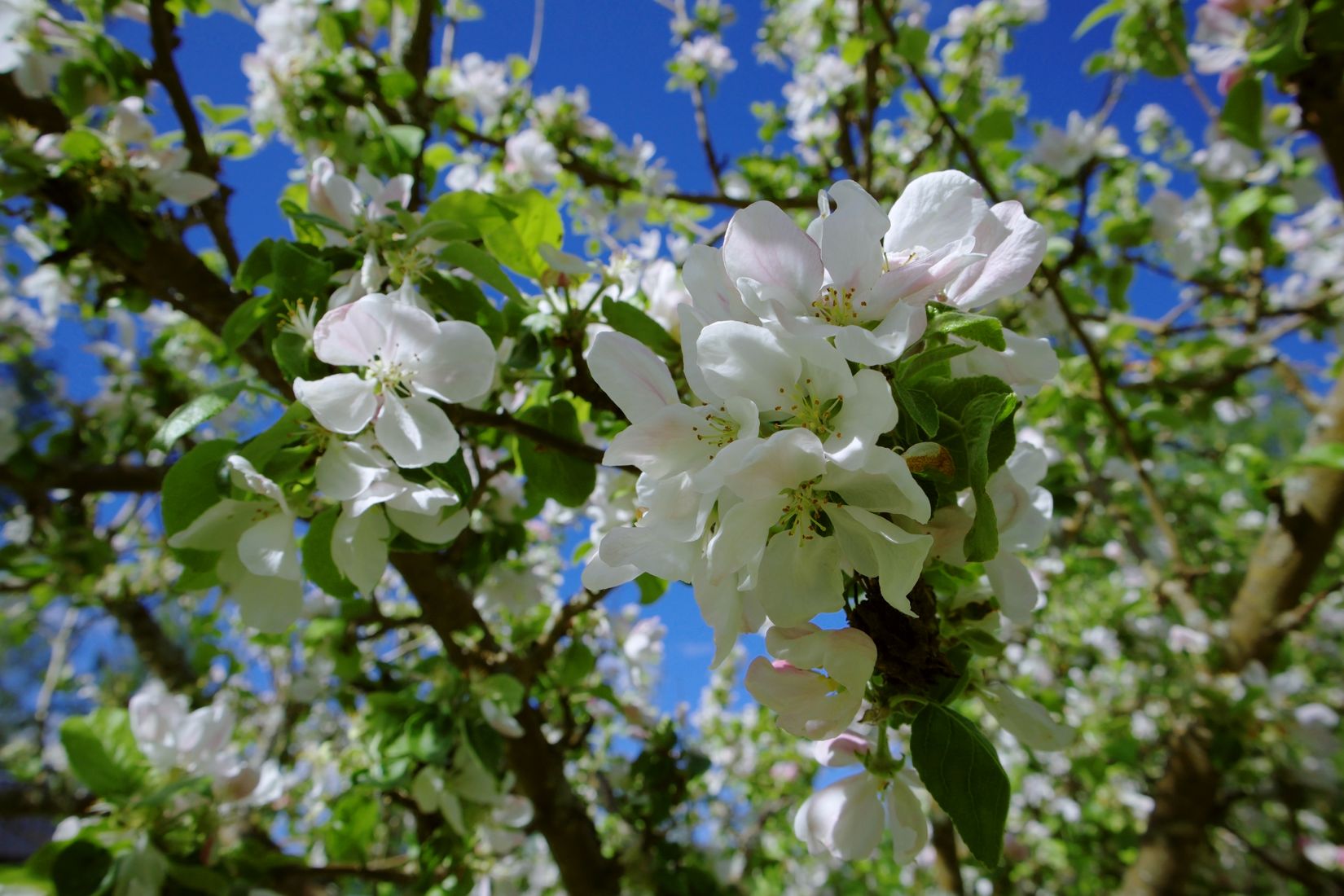 Gård/Skog, Lindbomstjärn 415, Sundsvall