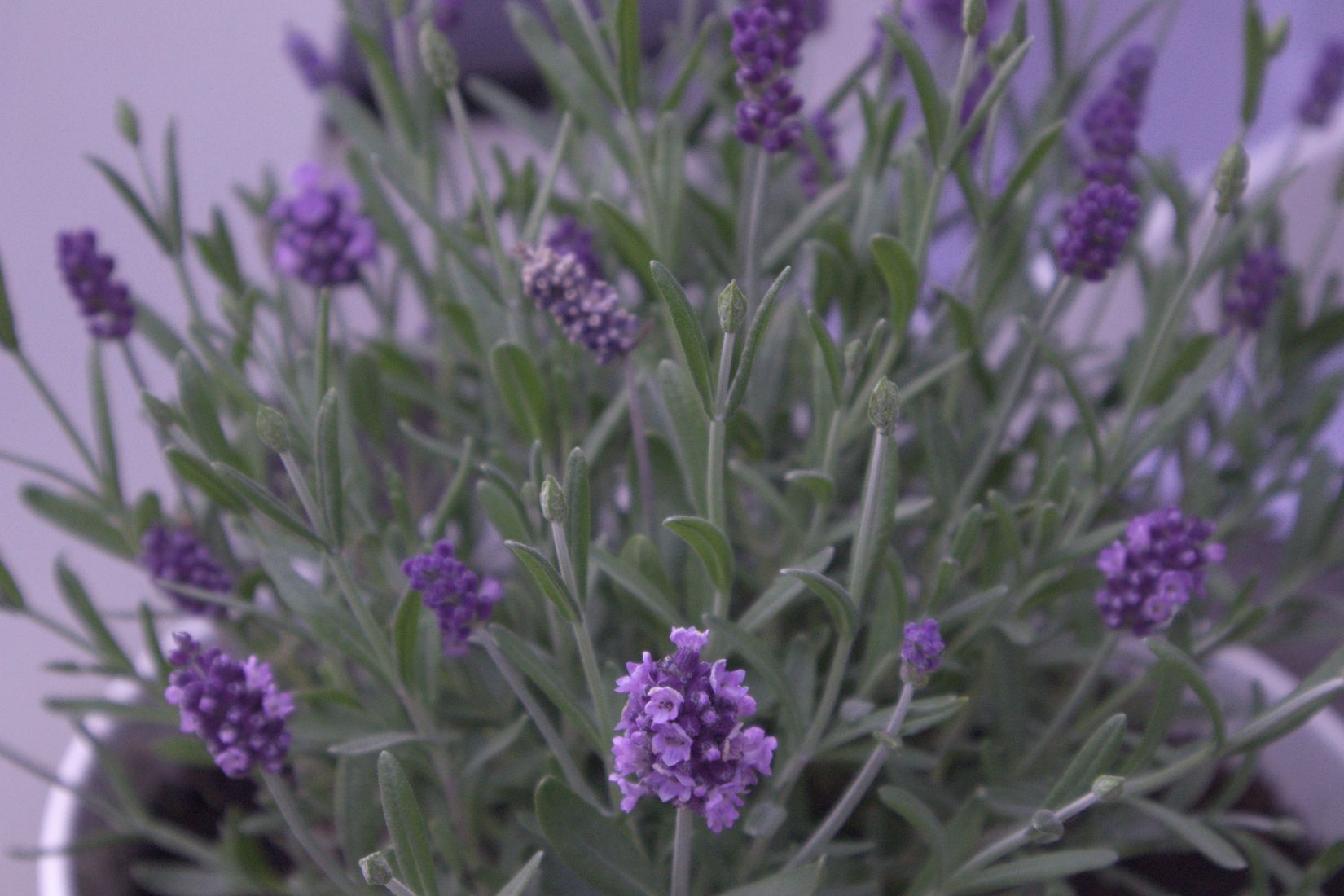 Gård/Skog, Lindbomstjärn 415, Sundsvall