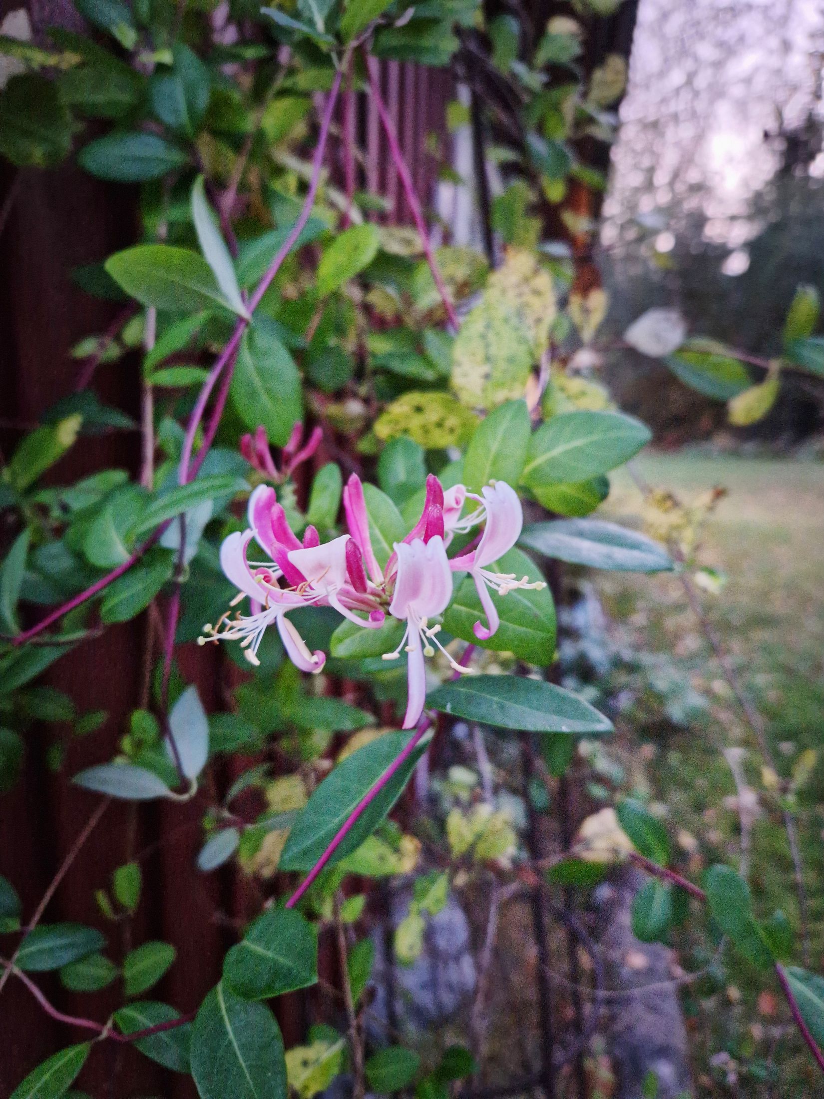 Gård/Skog, Lindbomstjärn 415, Sundsvall