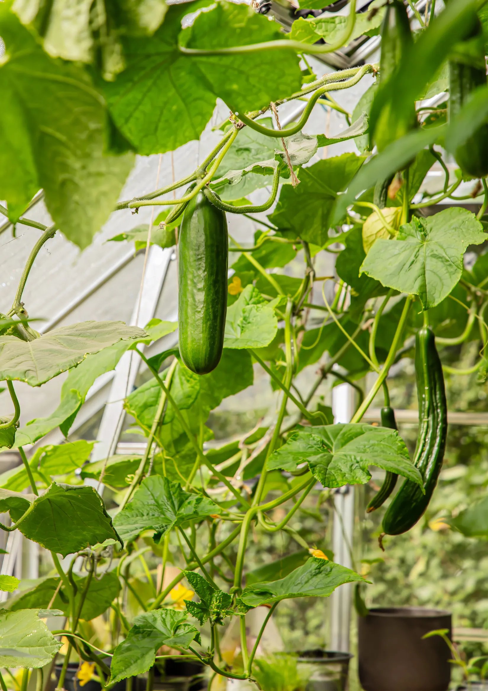 Villa, Bofinkstigen 8, Sjöbo Sommarby, Sjöbo