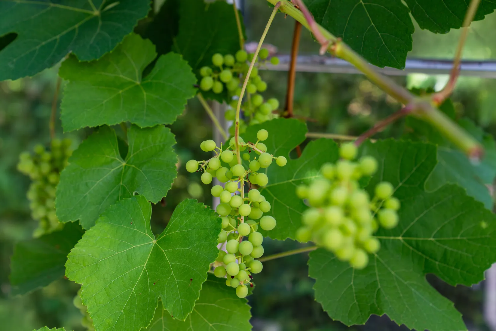 Villa, Storgatan 73, Eslöv