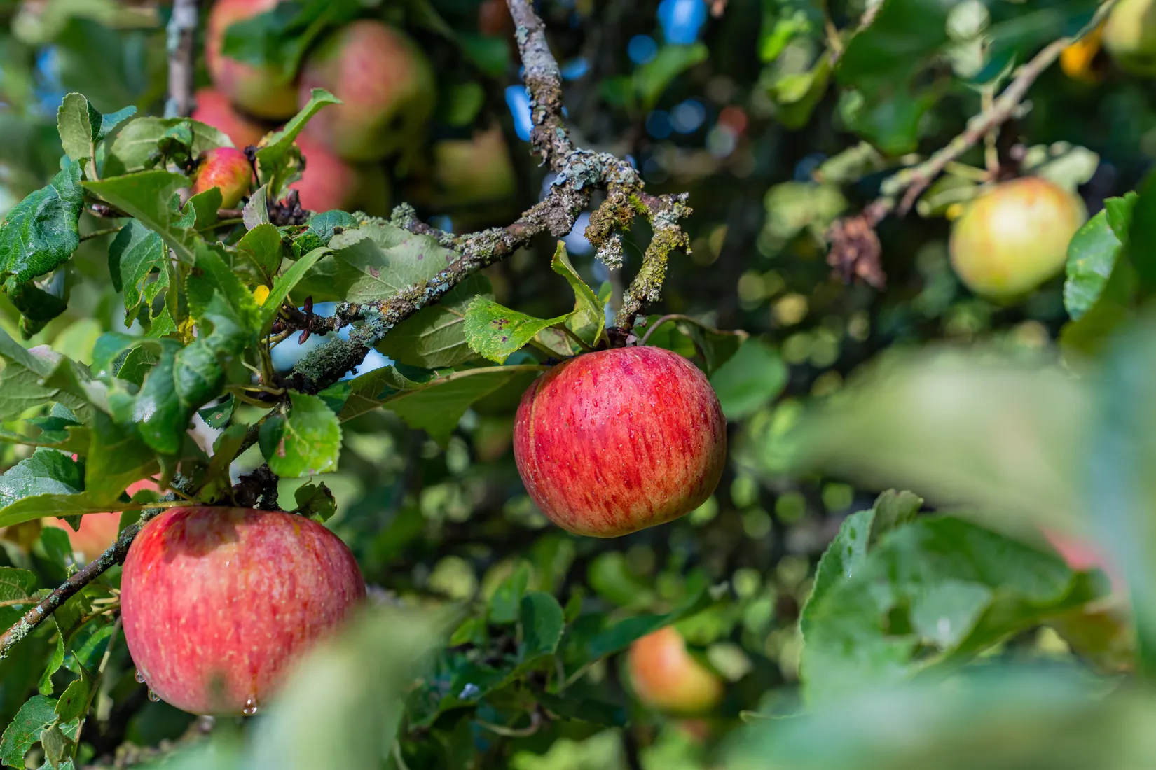 Villa, Storgatan 73, Eslöv