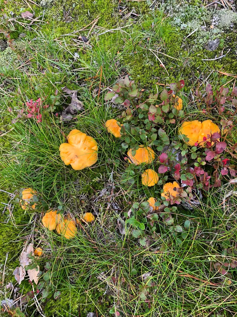 Fritidshus, Bådagrundet 10, Skeppsvik, Umeå