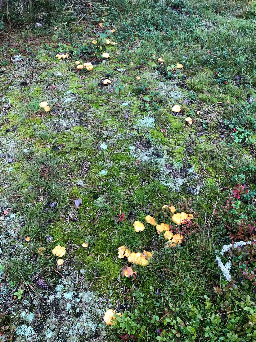 Fritidshus, Bådagrundet 10, Skeppsvik, Umeå