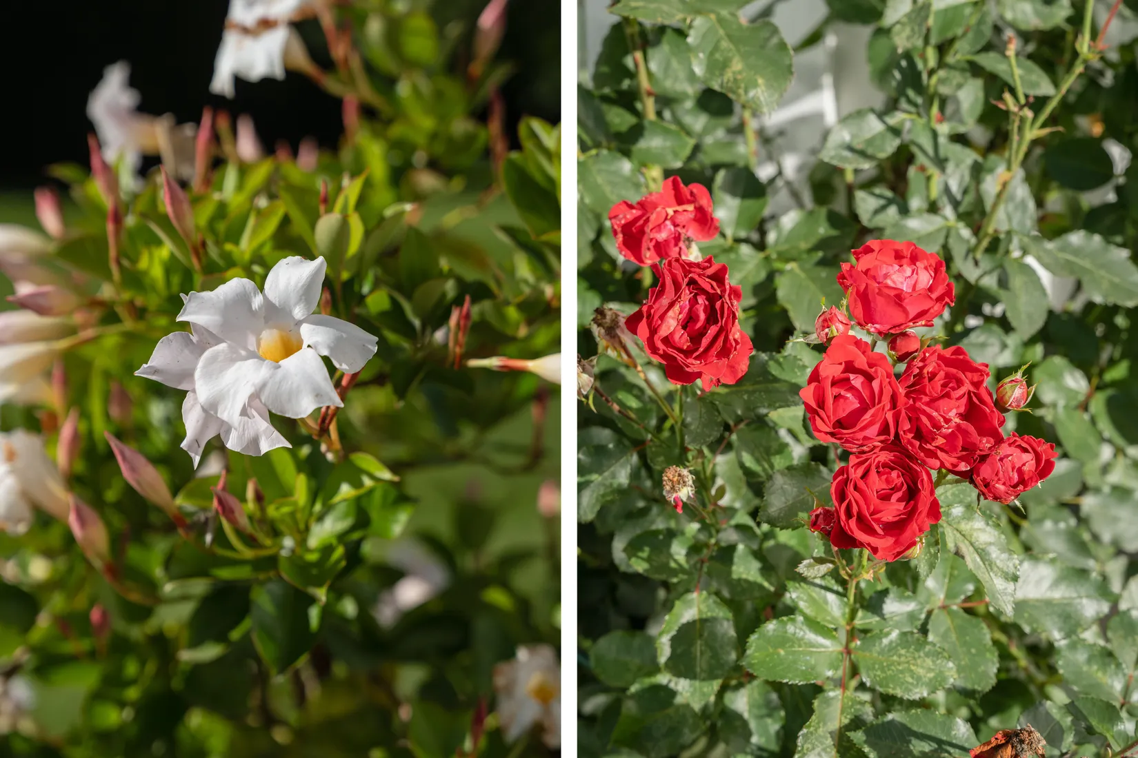 Villa, Fabriksgatan 5, Sunne