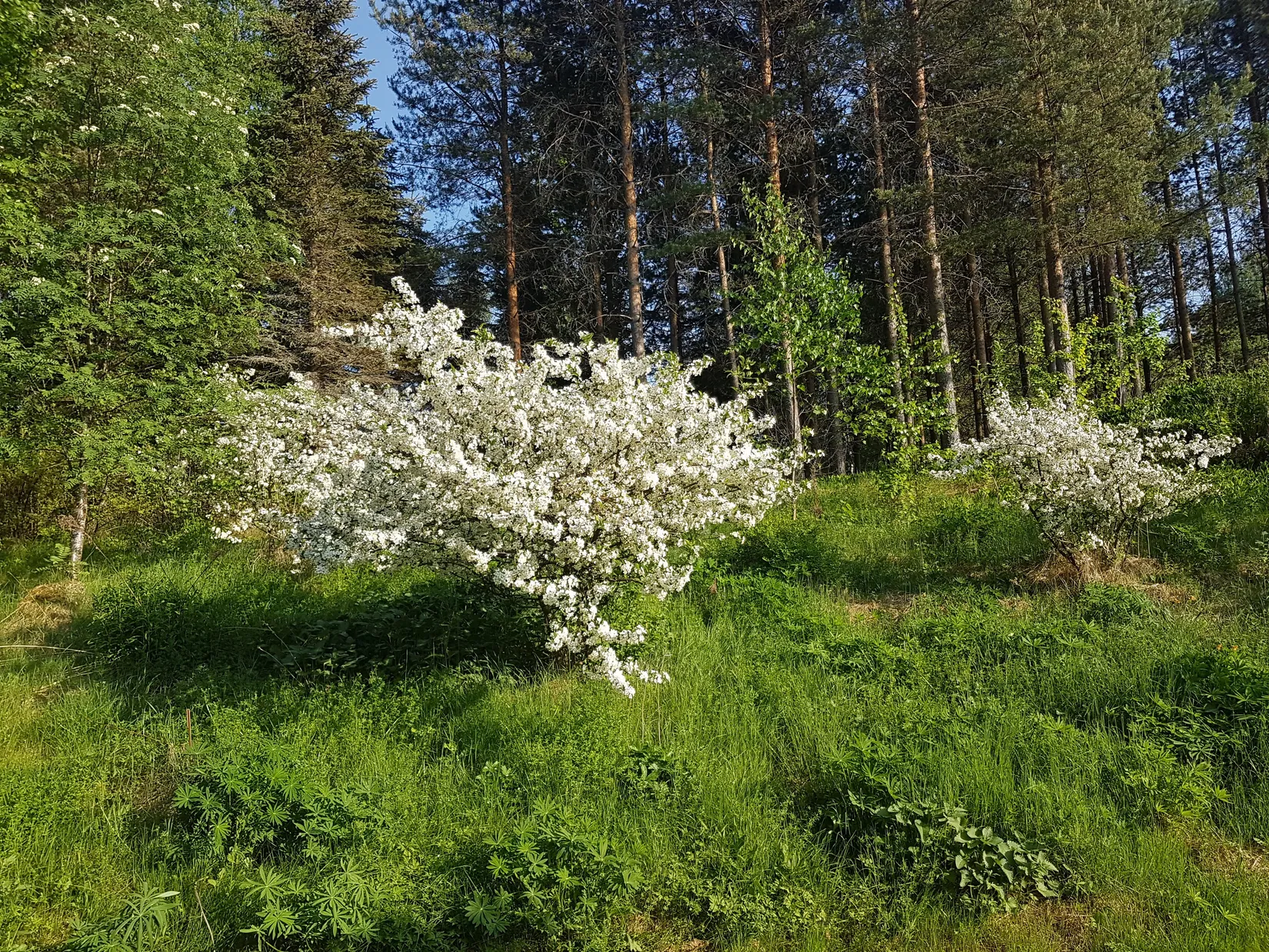 Villa, Kvarntorpsvägen 1, Munkfors