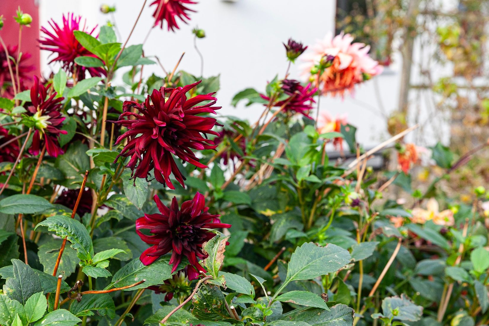 Villa, Möllevångsvägen 18, Mölle, Höganäs