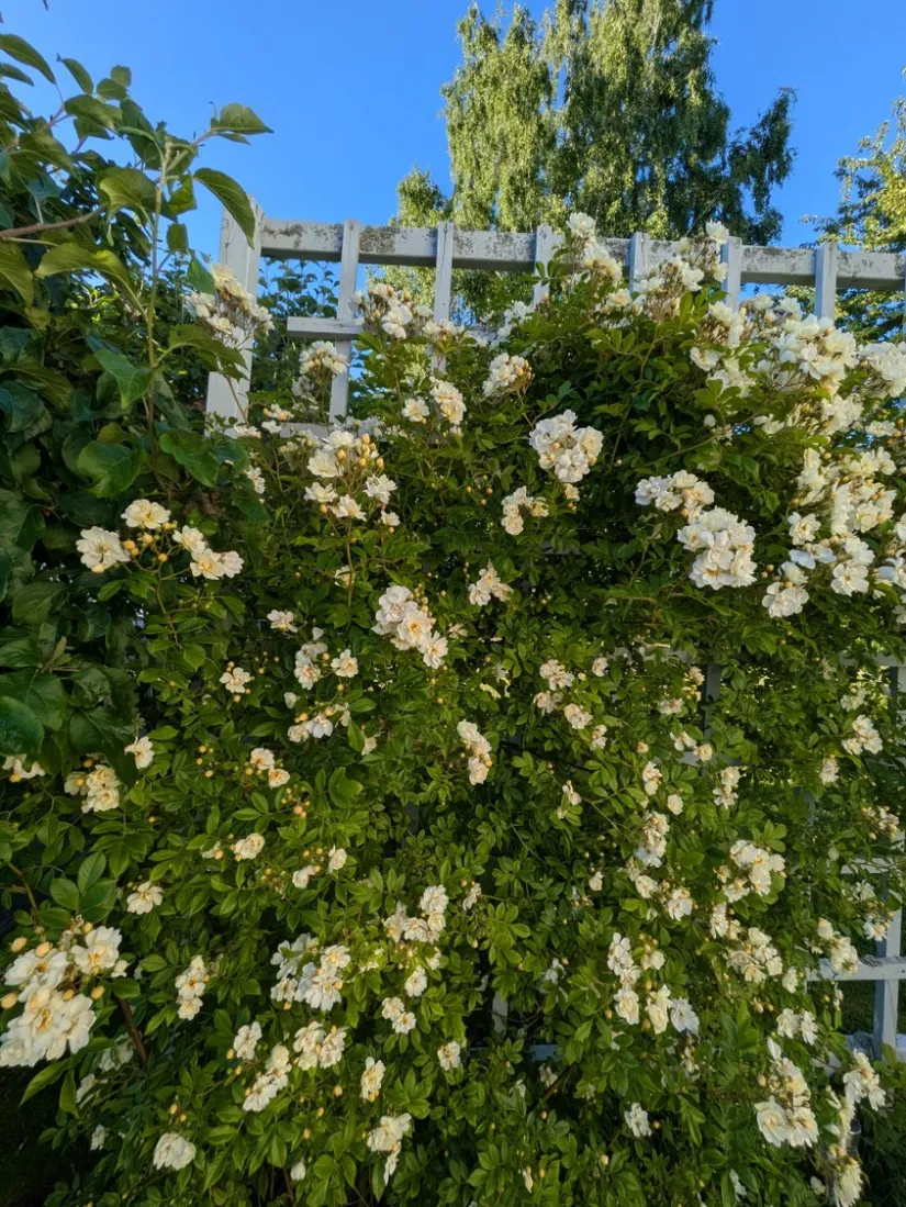 Villa, Rosenhällsgatan 35, Snopptorp, Eskilstuna