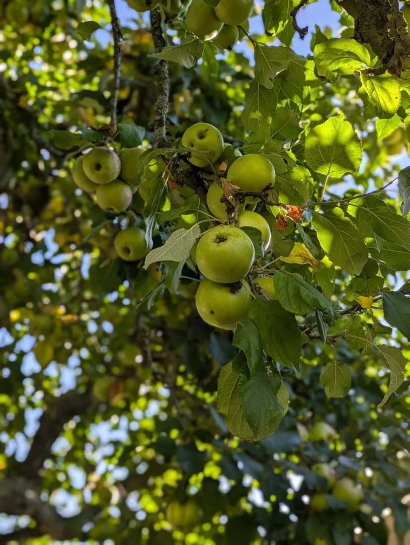 Villa, Rosenhällsgatan 35, Snopptorp, Eskilstuna