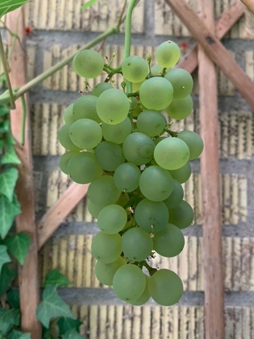 Villa, Riddarstensvägen 1, Lerum - Centralt, Lerum