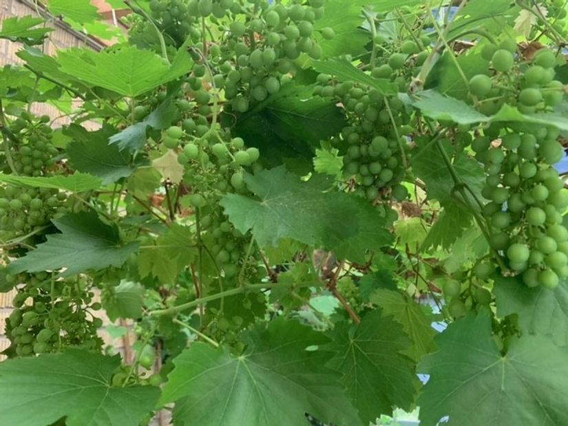 Villa, Riddarstensvägen 1, Lerum - Centralt, Lerum