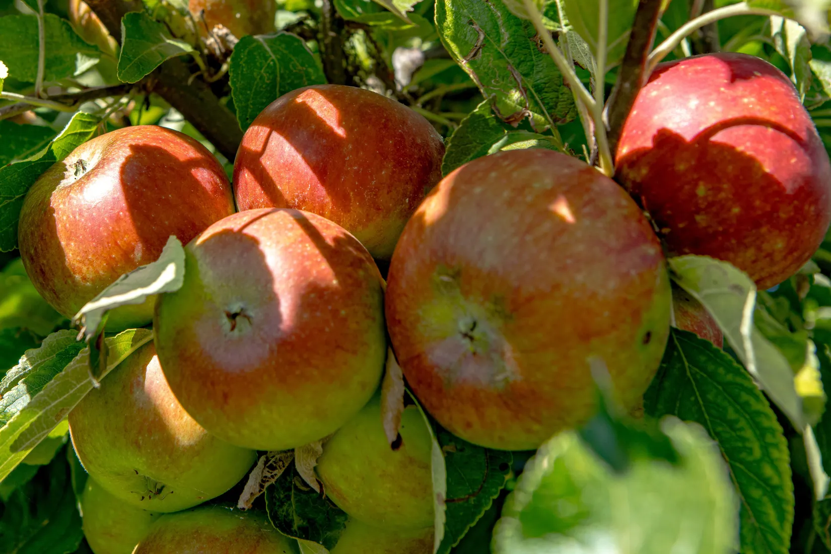 Villa, Anders Anderssons väg 5, Herting, Falkenberg