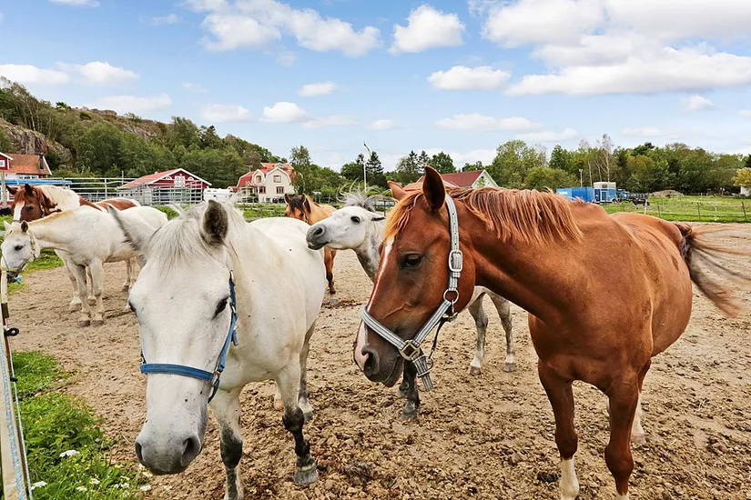 Villa, Brok 12, Brok, Tjörn