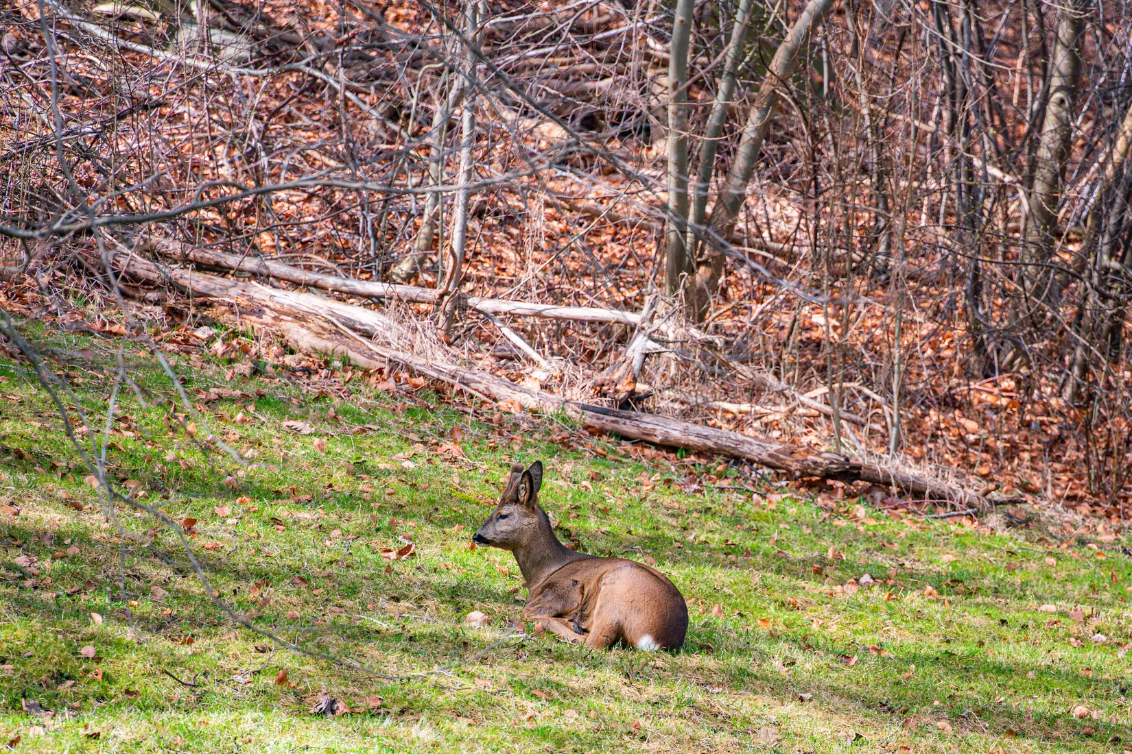 Bostadsrätt, Fredriksdalsgatan 5C, Johanneberg - Fredriksdal, Göteborg