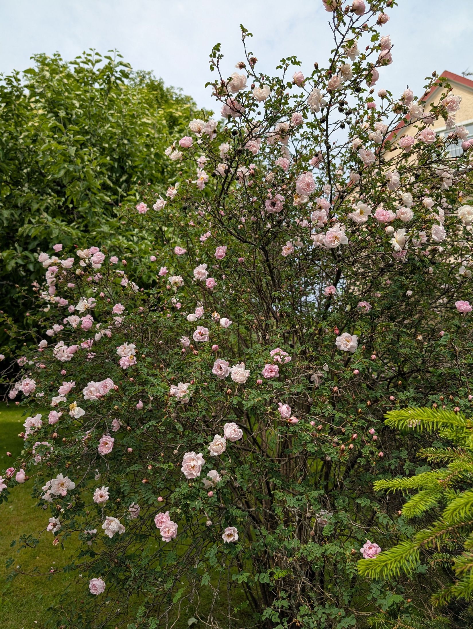 Villa, Enandersgatan 49, Byttorp, Borås