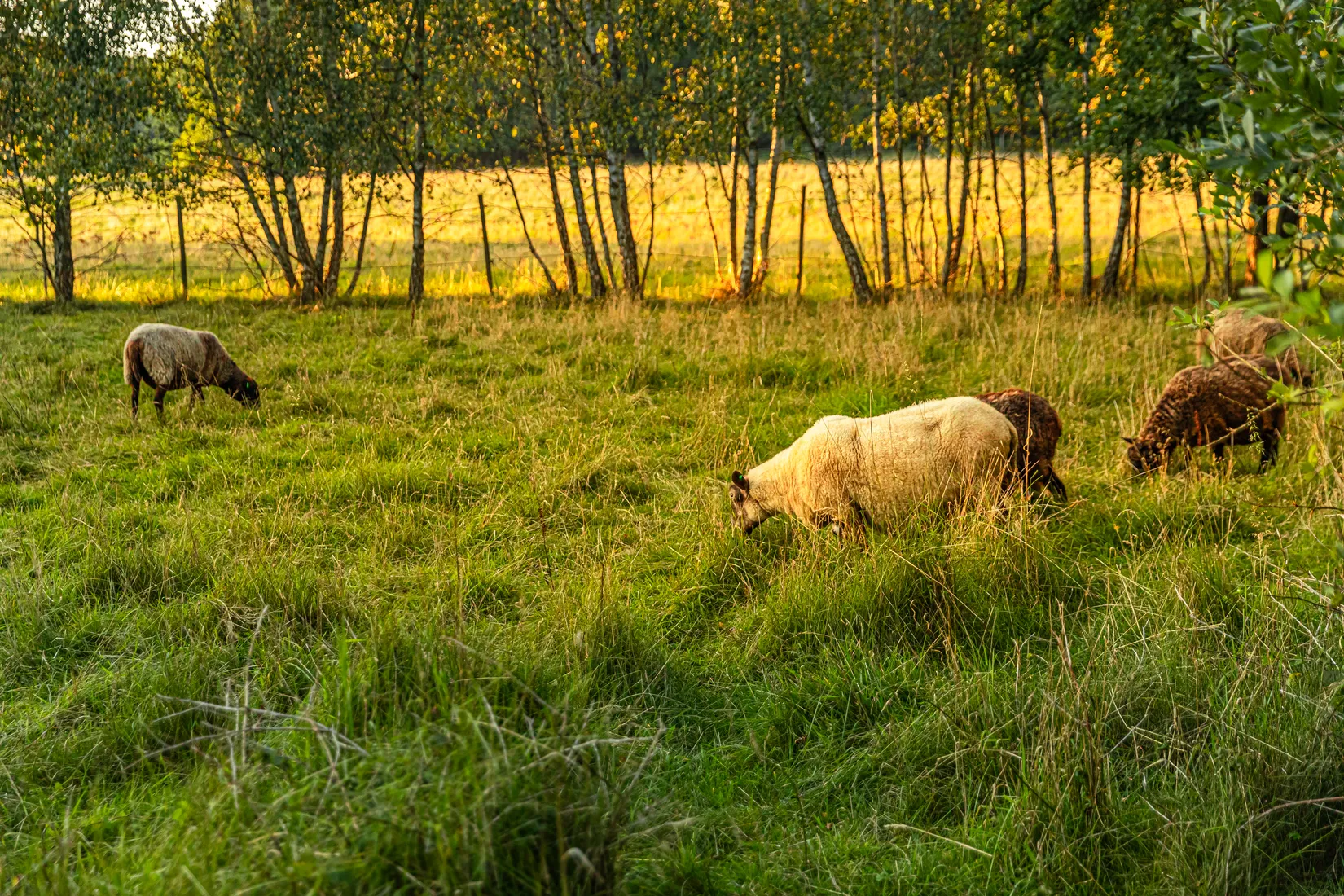 Villa, Domaregatan 4, Dalby, Lund