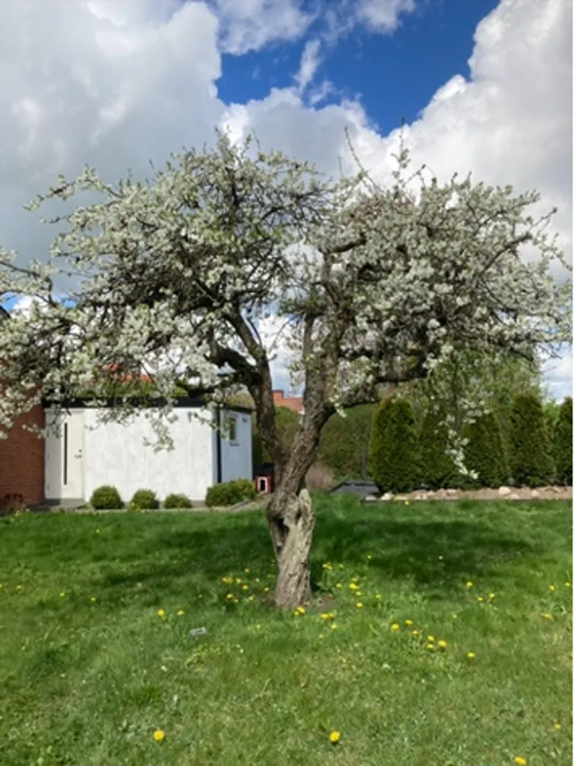 Villa, Domaregatan 4, Dalby, Lund