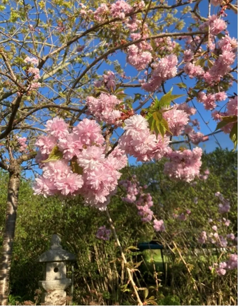 Villa, Domaregatan 4, Dalby, Lund