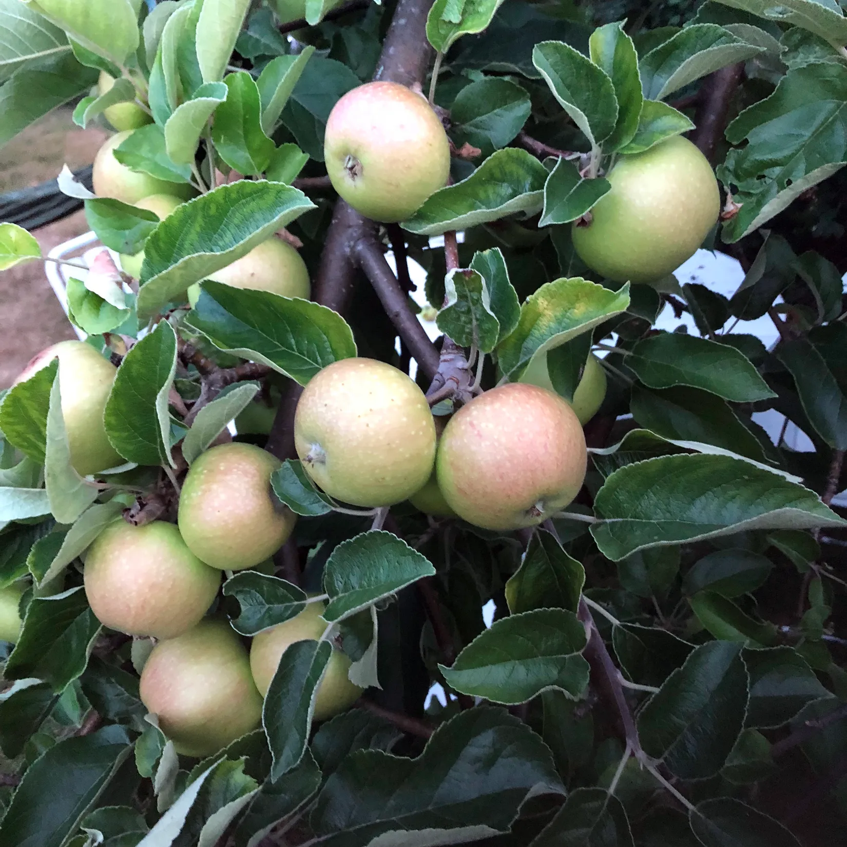 Villa, Milstensvägen 1, Ella Park, Täby