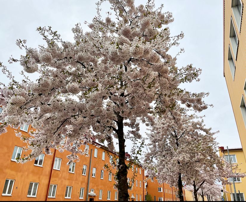 Bostadsrätt, Timotejgatan 3, Södermalm, Stockholm
