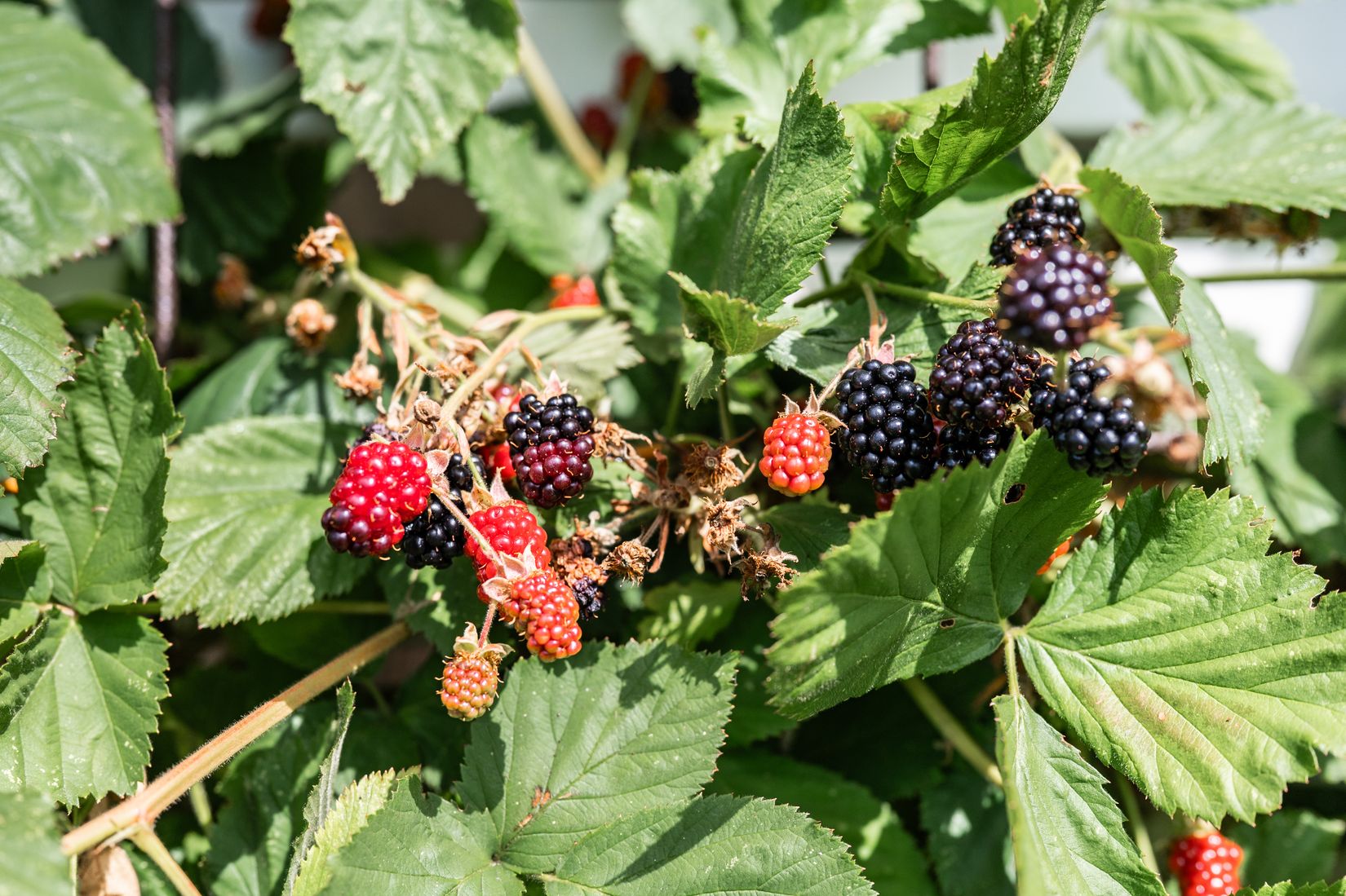 Villa, Forsbergs väg 3, Staffanstorp