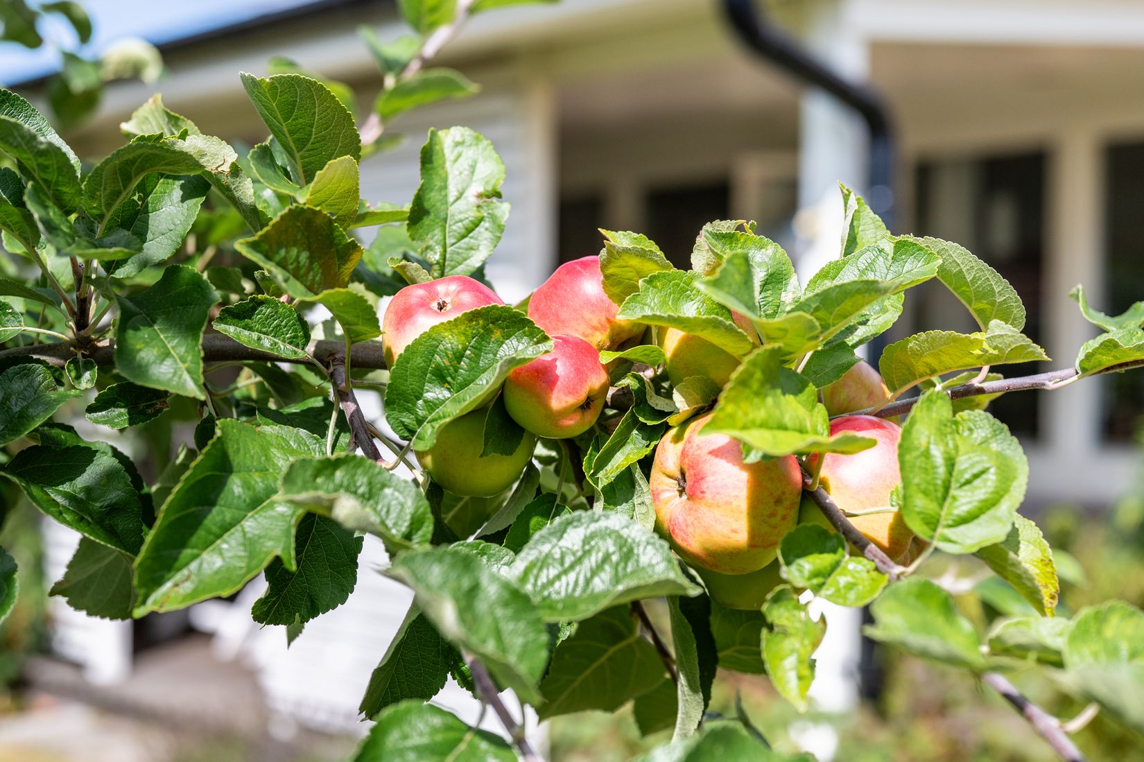 Villa, Forsbergs väg 3, Staffanstorp