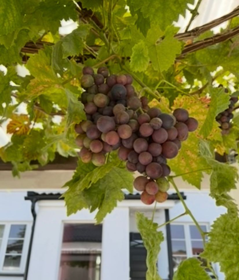 Villa, Kustvägen 35, Abbekås, Skurup