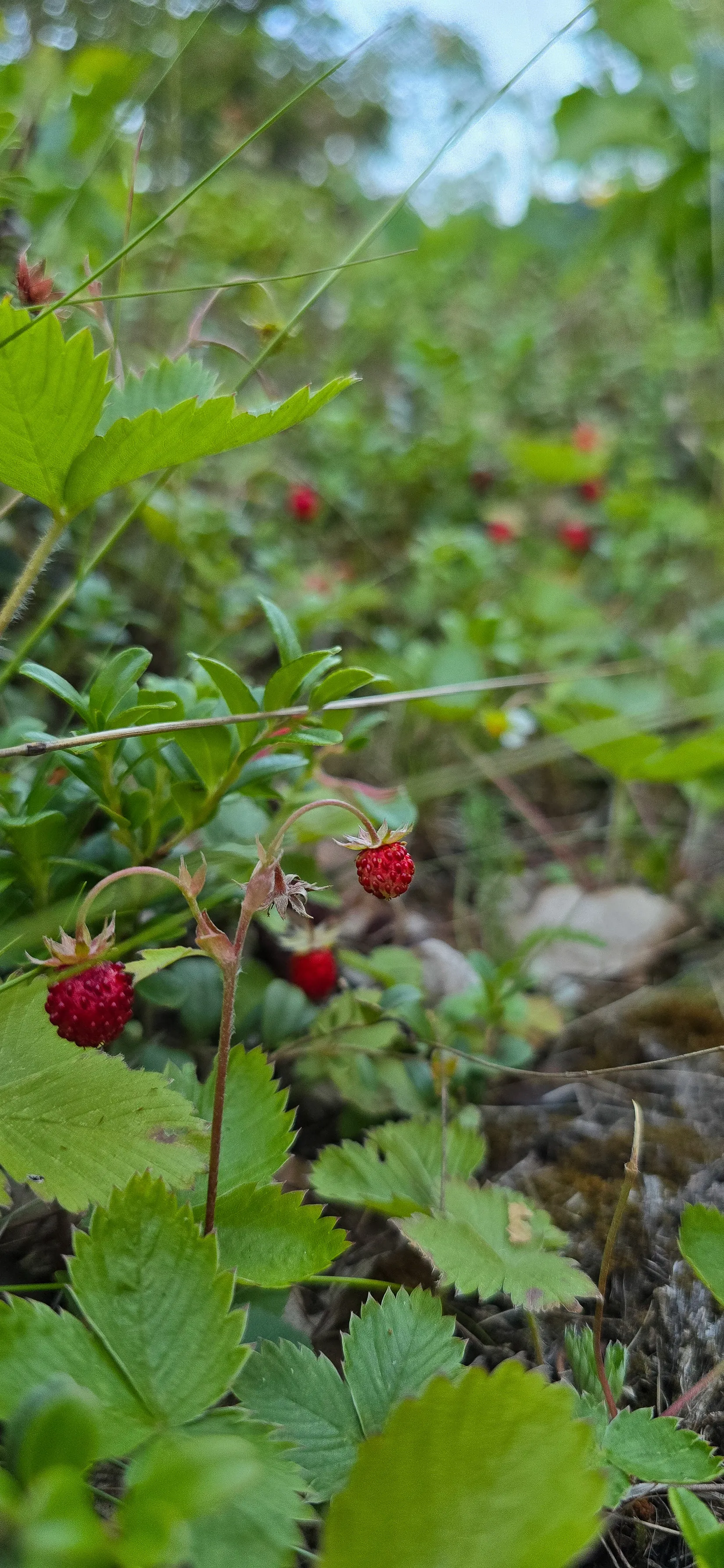 Fritidshus, Gällringsudden 9, Stjärnhov, Gnesta