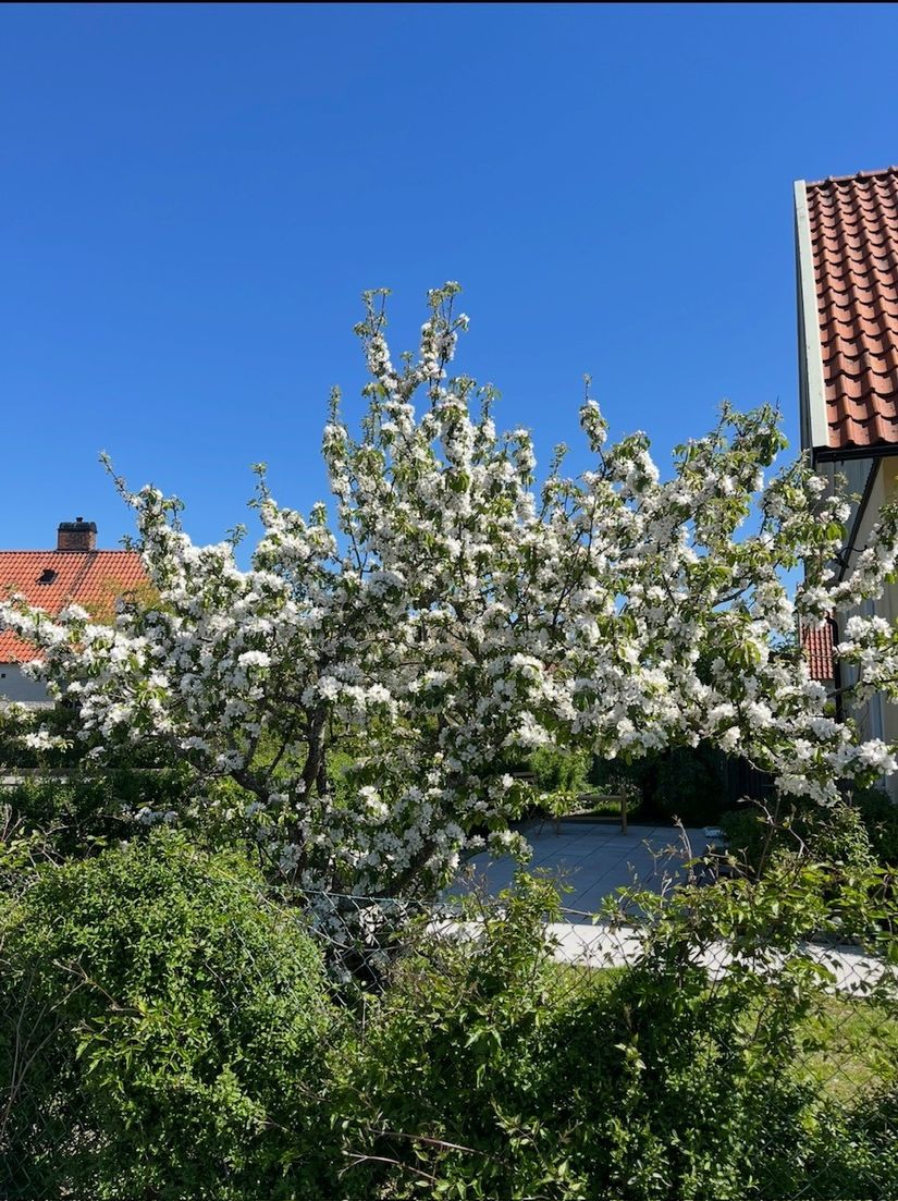 Villa, Trädgårdsgatan 16, Brunnsparken, Simrishamn