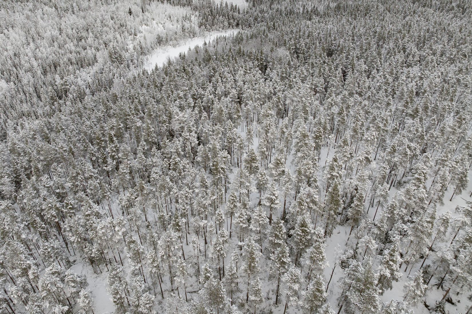 Gård/Skog, SKELLEFTEÅ KUSMARK 17:40, Kusmark, Skellefteå