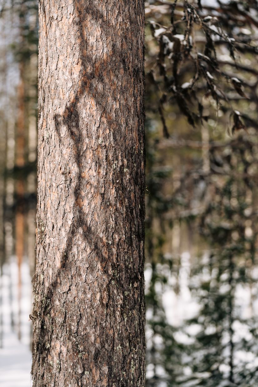 Gård/Skog, SKELLEFTEÅ KUSMARK 17:40, Kusmark, Skellefteå