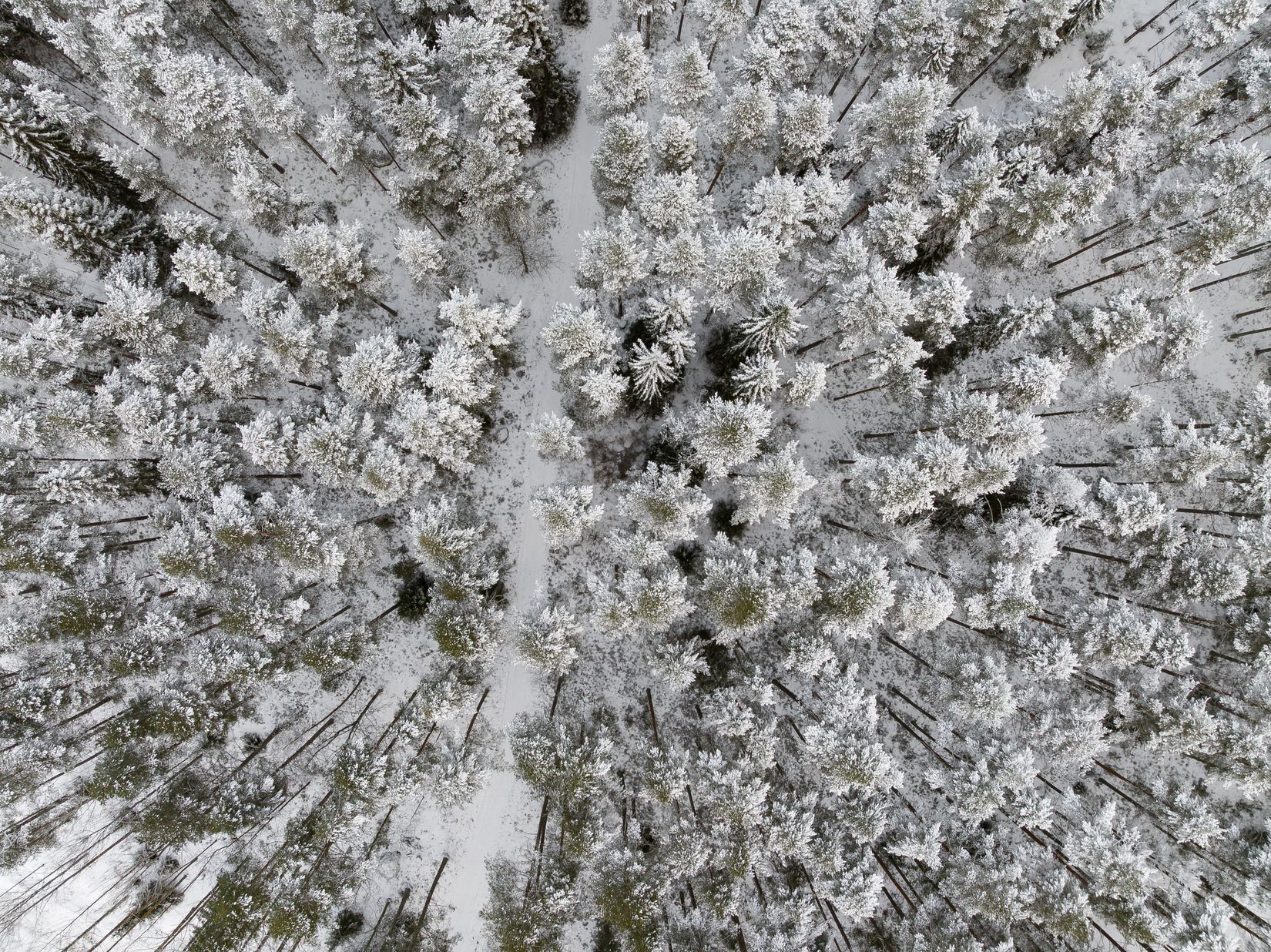 Gård/Skog, SKELLEFTEÅ KUSMARK 17:40, Kusmark, Skellefteå