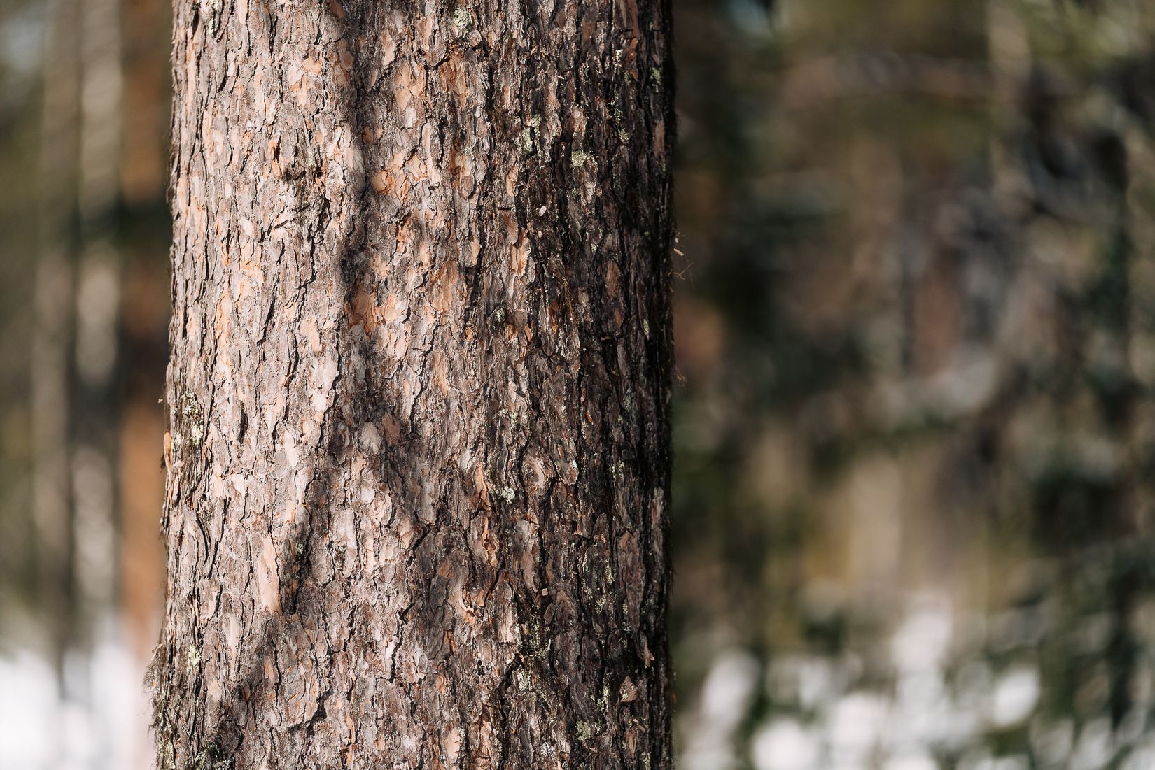 Gård/Skog, SKELLEFTEÅ KUSMARK 17:40, Kusmark, Skellefteå
