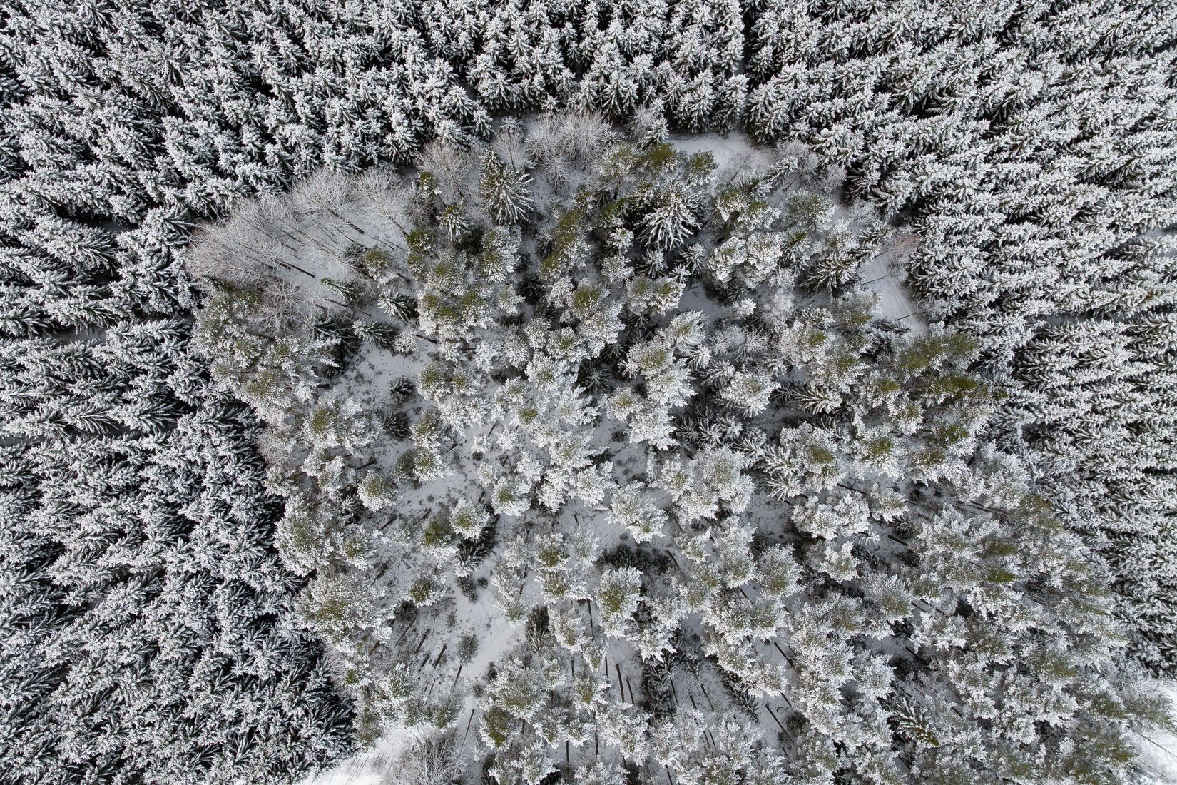 Gård/Skog, SKELLEFTEÅ KUSMARK 17:40, Kusmark, Skellefteå