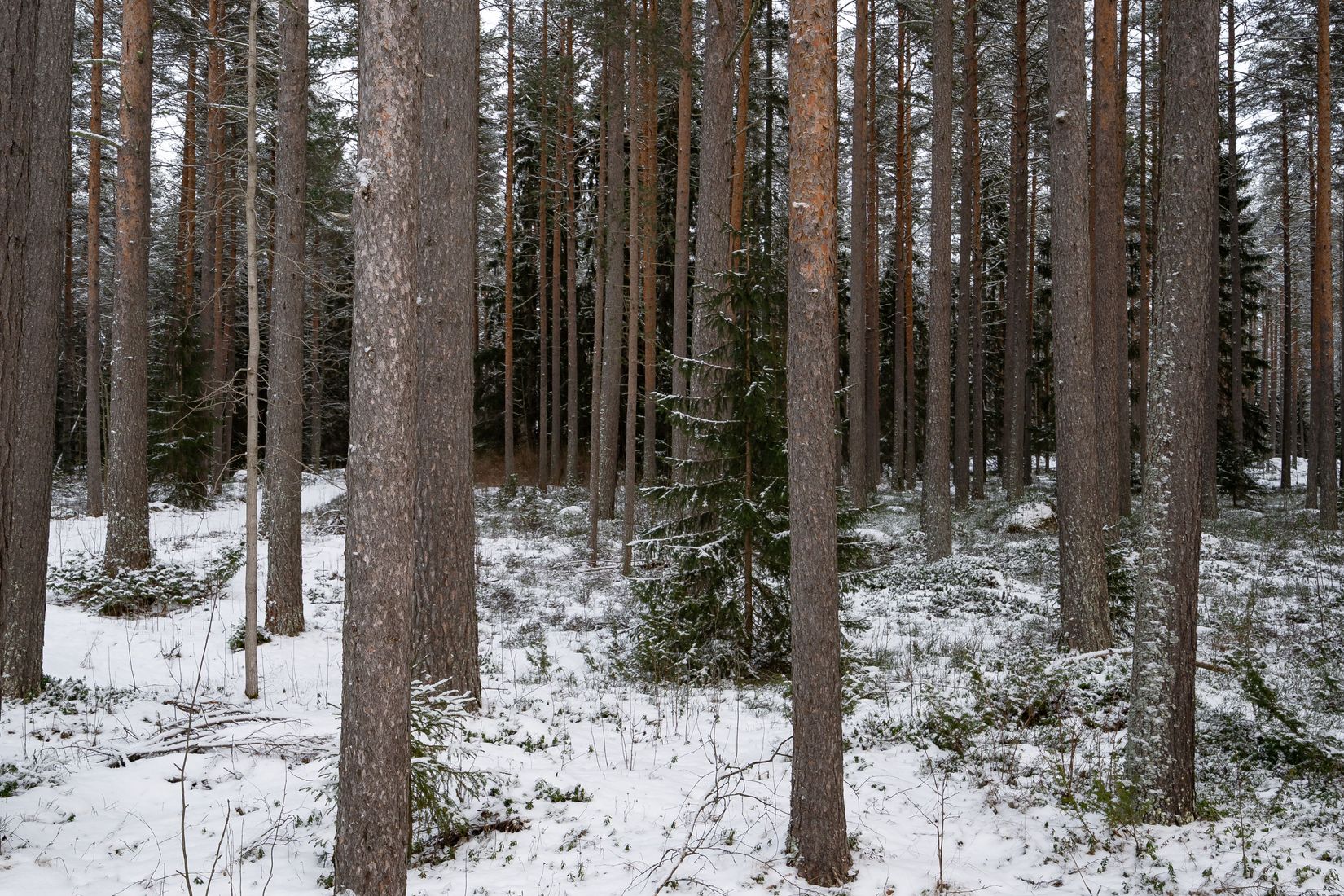 Gård/Skog, SKELLEFTEÅ KUSMARK 17:40, Kusmark, Skellefteå