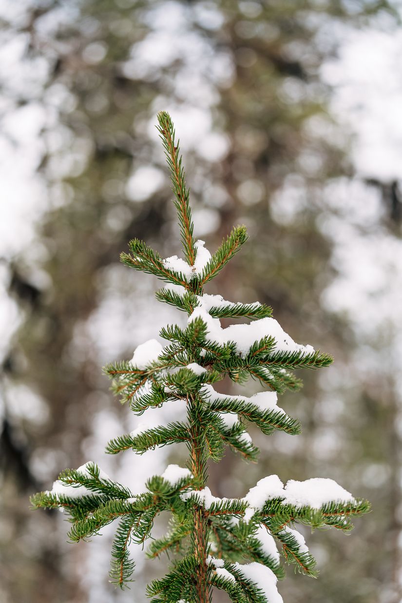 Gård/Skog, SKELLEFTEÅ KUSMARK 17:40, Kusmark, Skellefteå