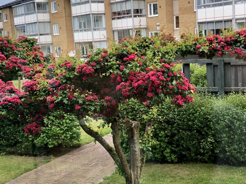 Bostadsrätt, Bergstrands väg 2A, Simrishamn - Centralt, Simrishamn