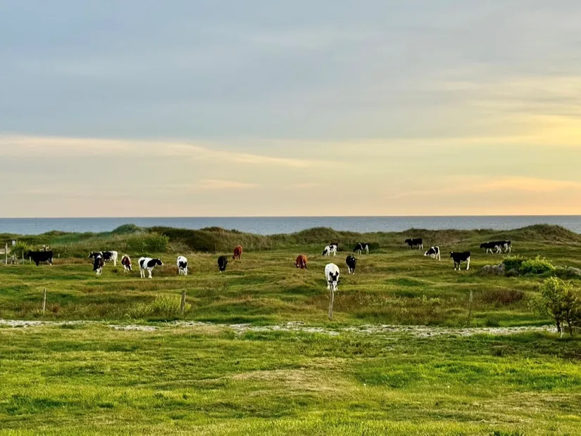 Tomt, Rosendalsvägen 1 Tomt A, Rosendal, Falkenberg