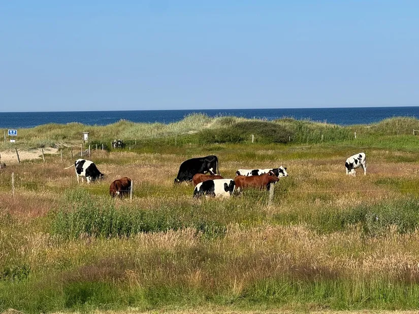 Tomt, Rosendalsvägen 1 Tomt A, Rosendal, Falkenberg