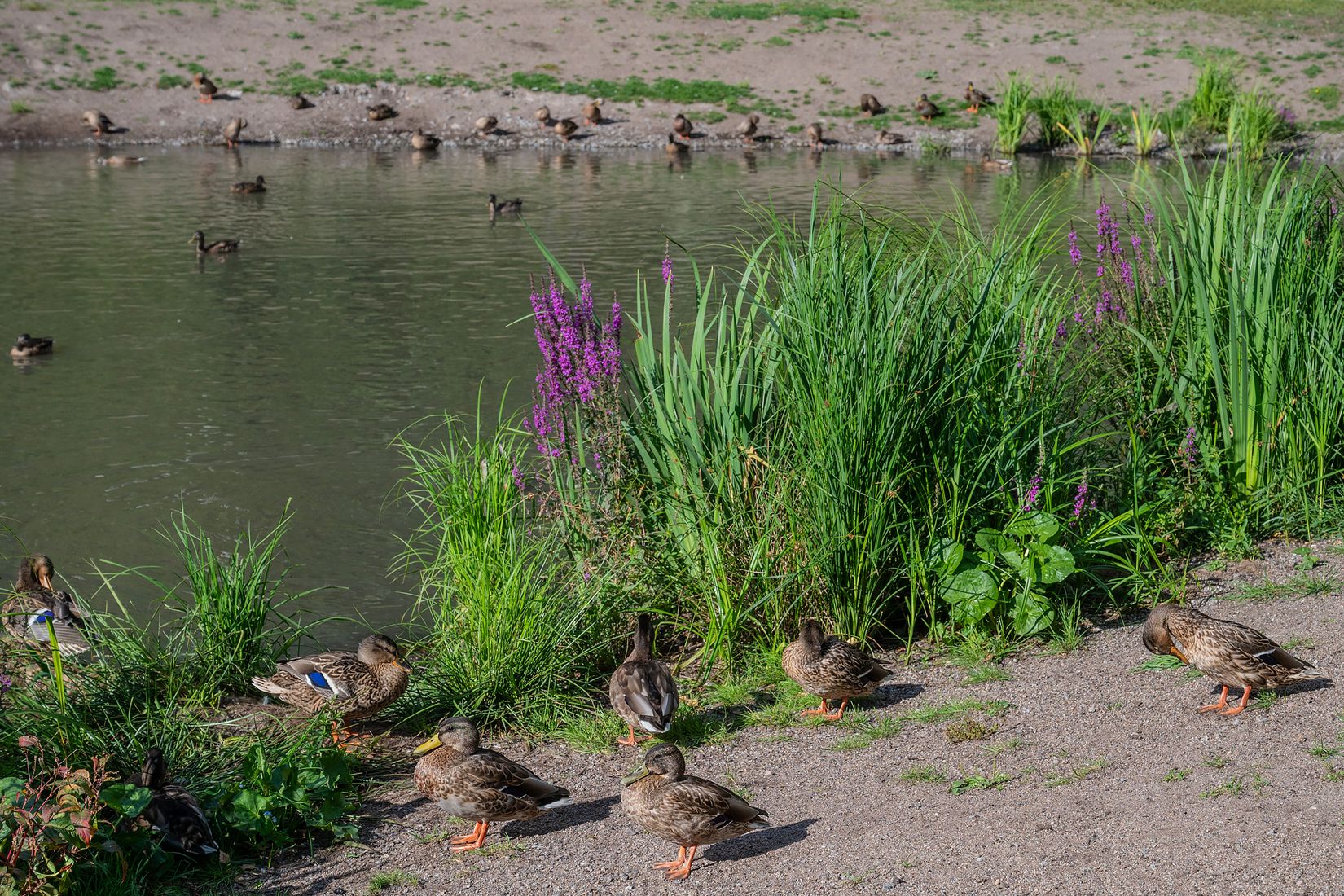 Bostadsrätt, Bjursätragatan 105, Rågsved, Stockholm