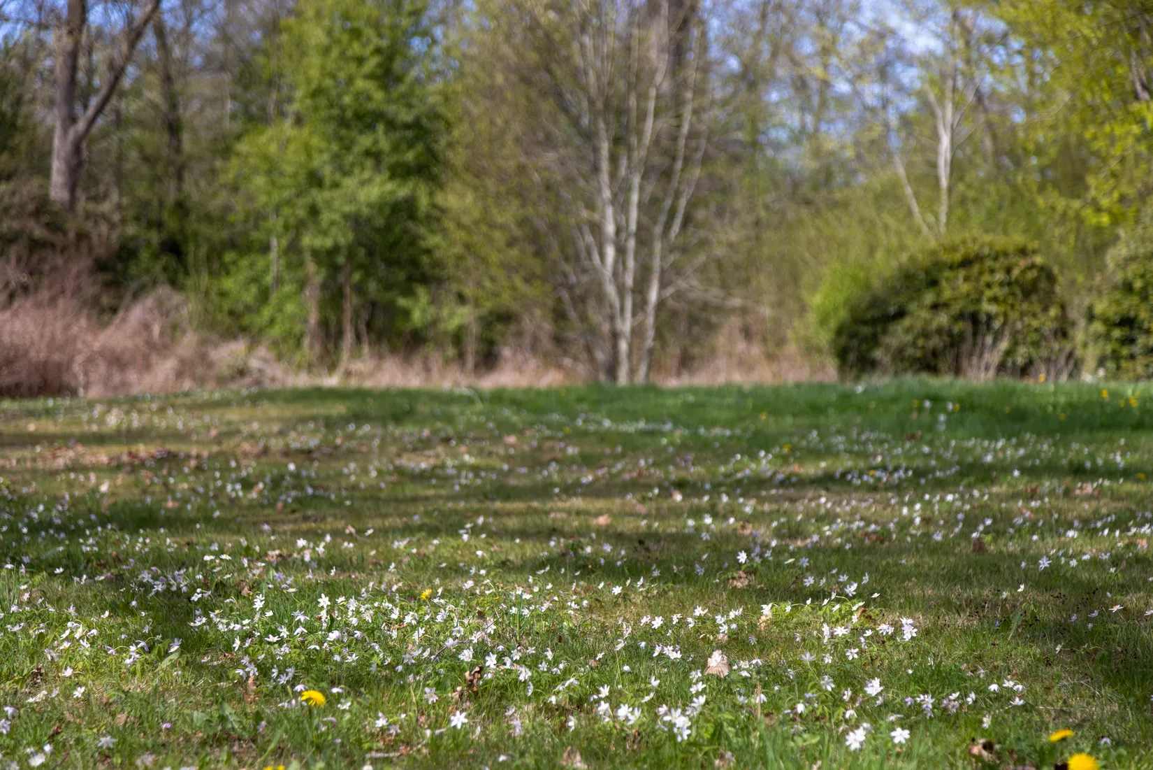 Gård/Skog, Ahlavägen 4, Ahla, Laholm