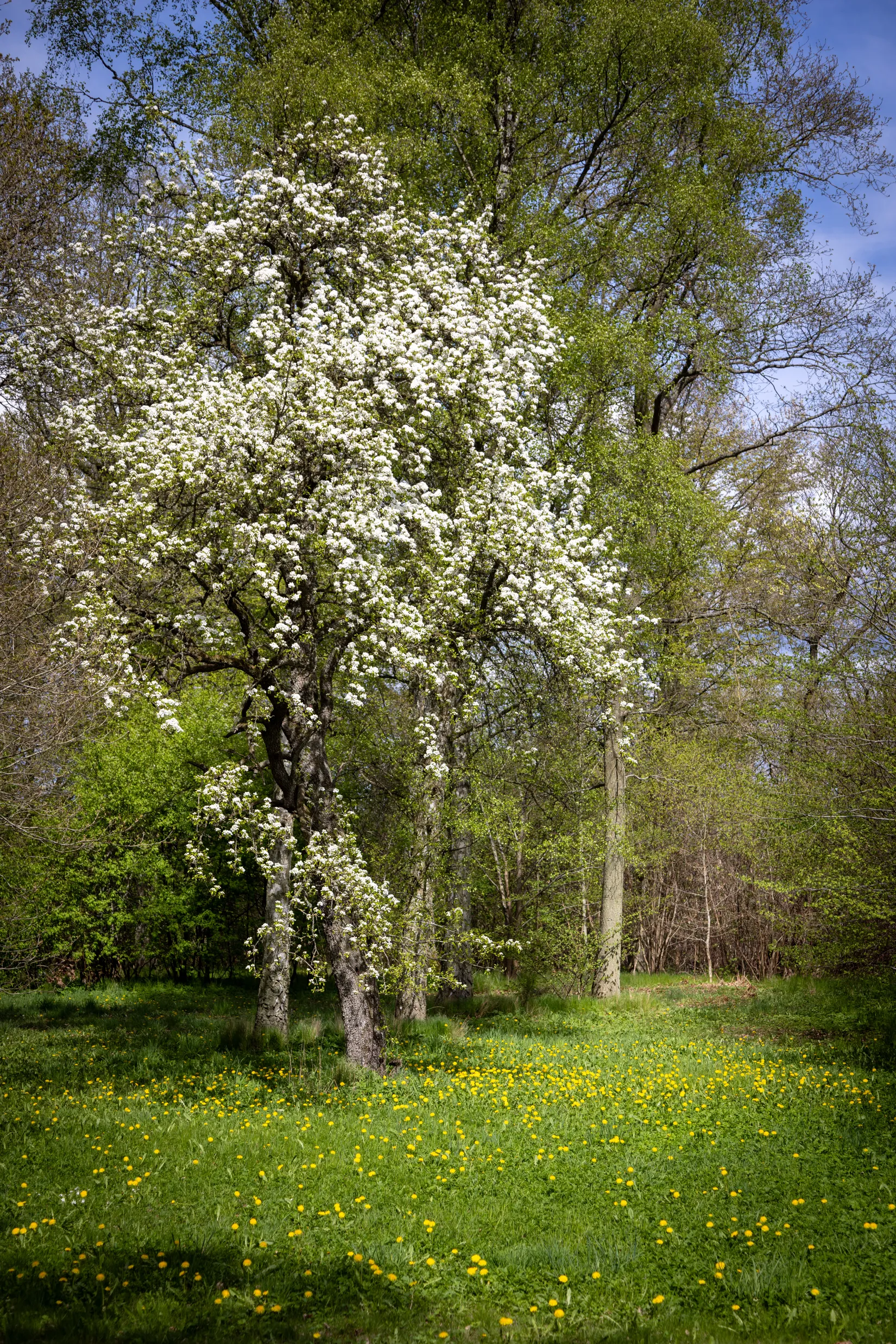 Gård/Skog, Ahlavägen 4, Ahla, Laholm