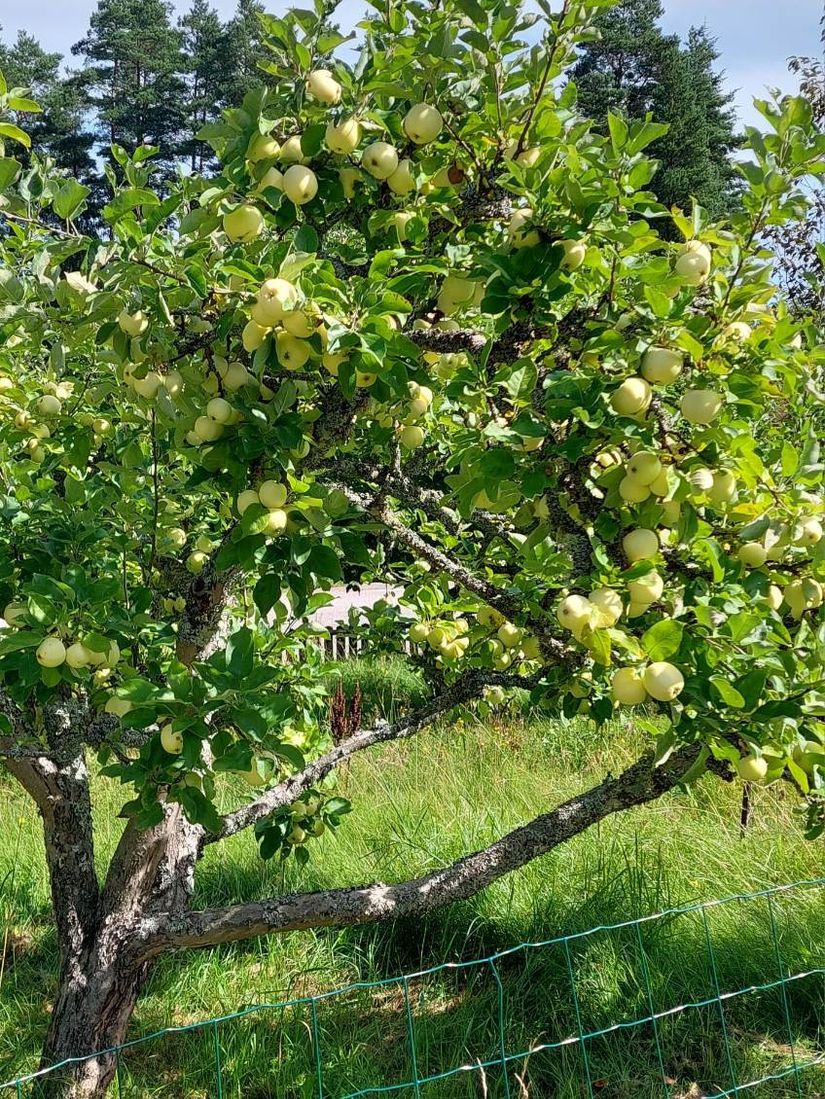 Villa, Ådala Björkbacka 1, Ydre